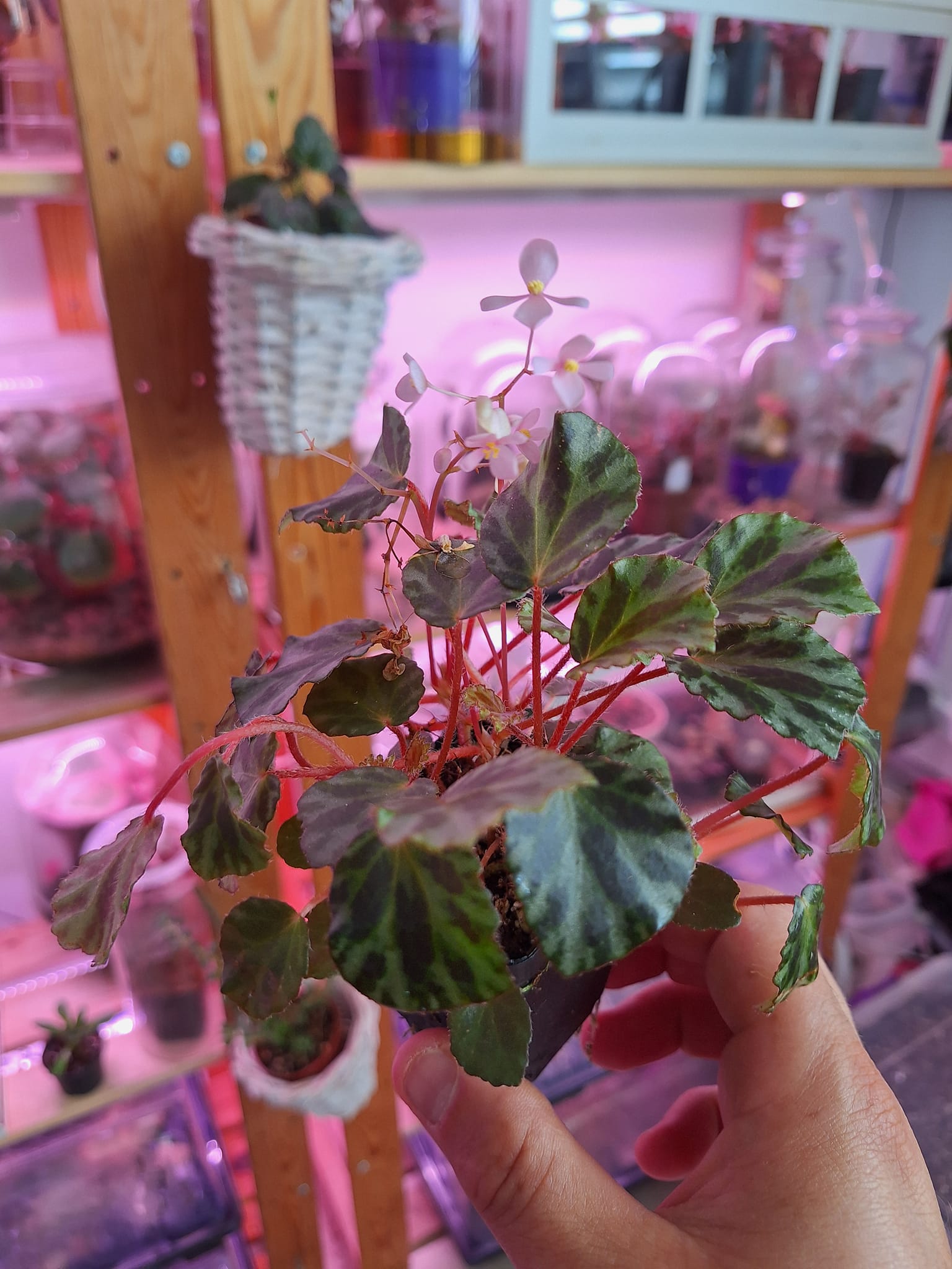 Begonia beijnenii